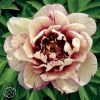 Paeonia Itoh All That Jazz